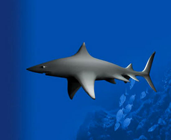 Requin 3D